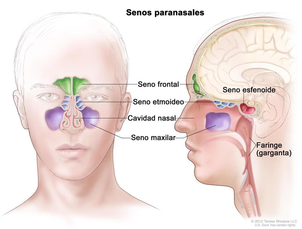 Surgery of paranasal sinuses